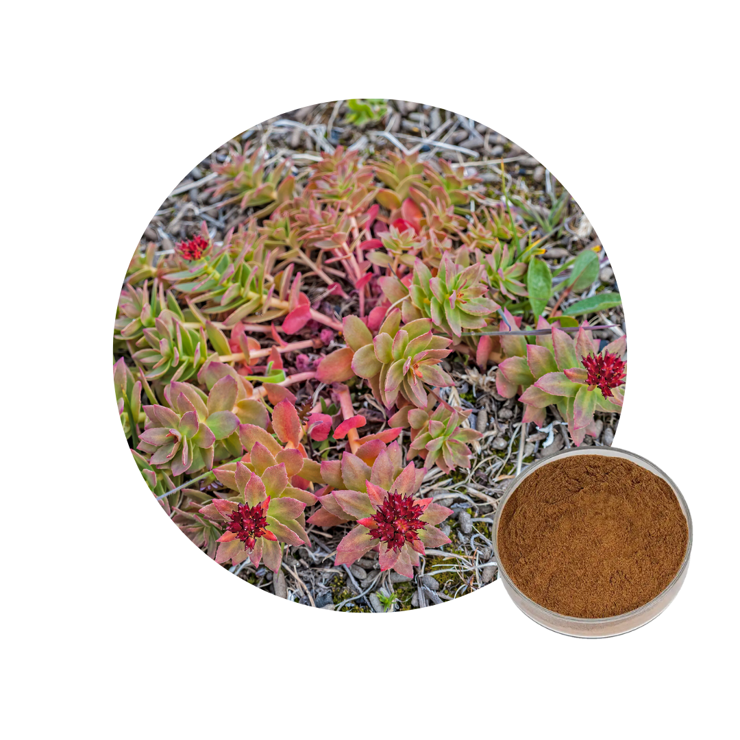 polvo de extracto de rhodiola rosea