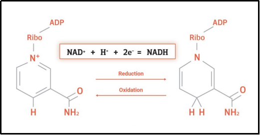 The relationship between NAD, NAD+ and NADH