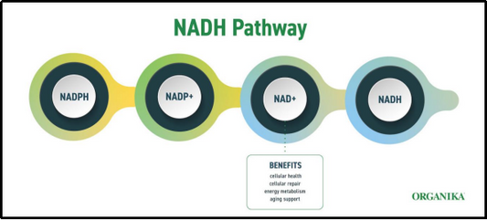 NADH: The Molecular Powerhouse Behind ATP Synthesis