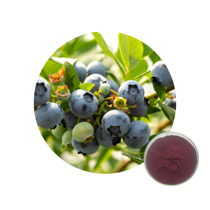 Bilberry Extract Powder