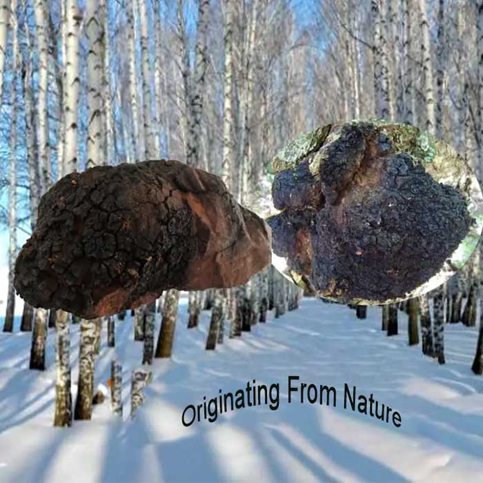 Chaga Extract Powder - sheerherb