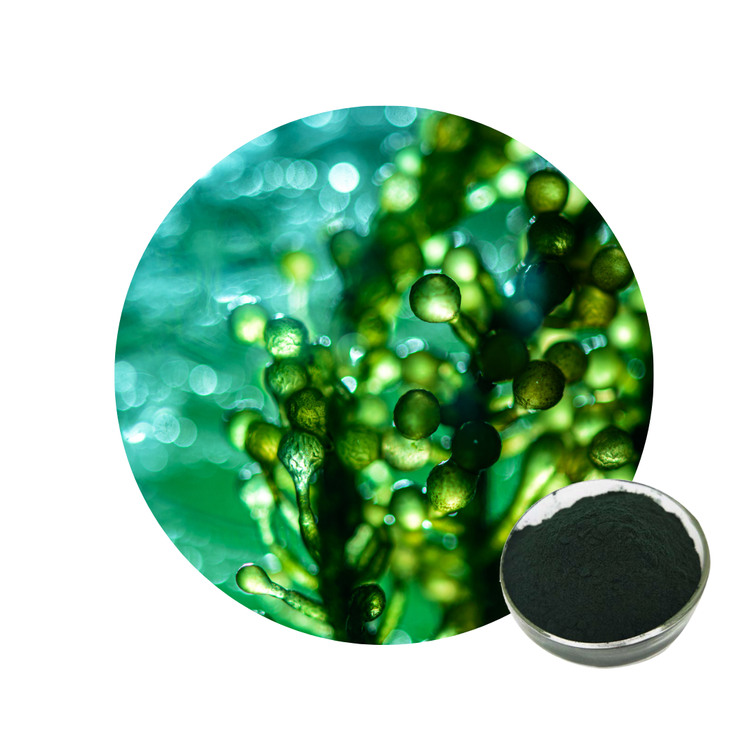 Chlorella Extrakt Pulver