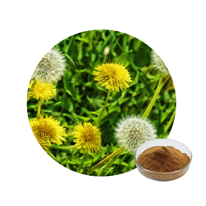 Dandelion Extract Powder