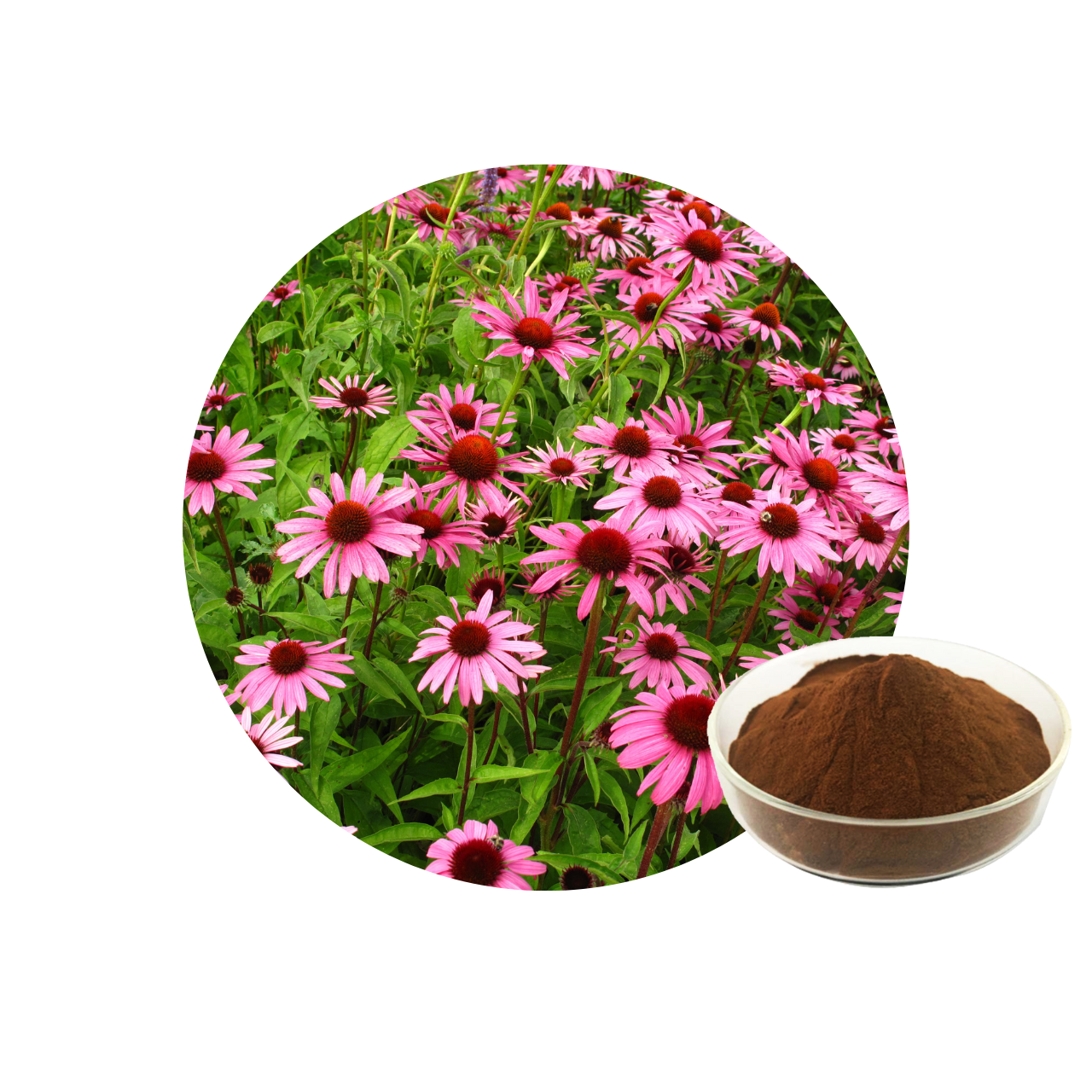 Echinacea Purpurea Extrakt