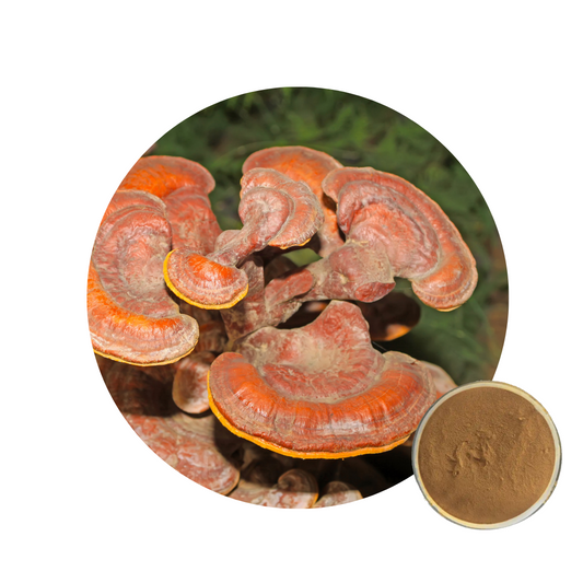 Extracto de Ganoderma Lucidum en polvo