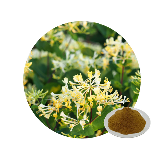 Honeysuckle Flower Extract Powder