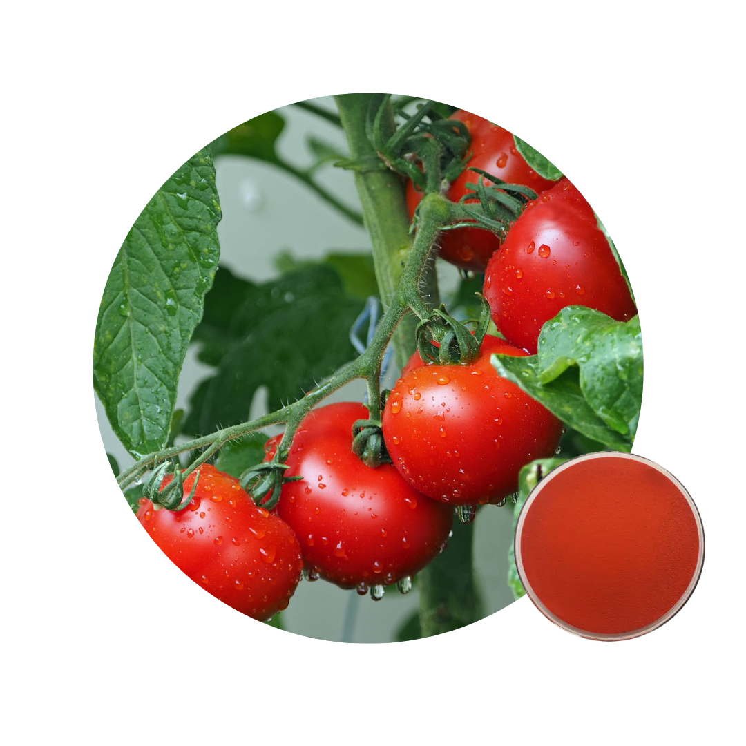 Lycopene Powder