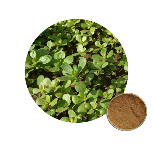 Portulaca Oleracea Purslane Extract Powder