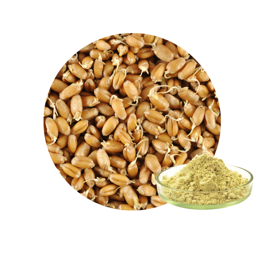 Wheat Germ Extract Powder